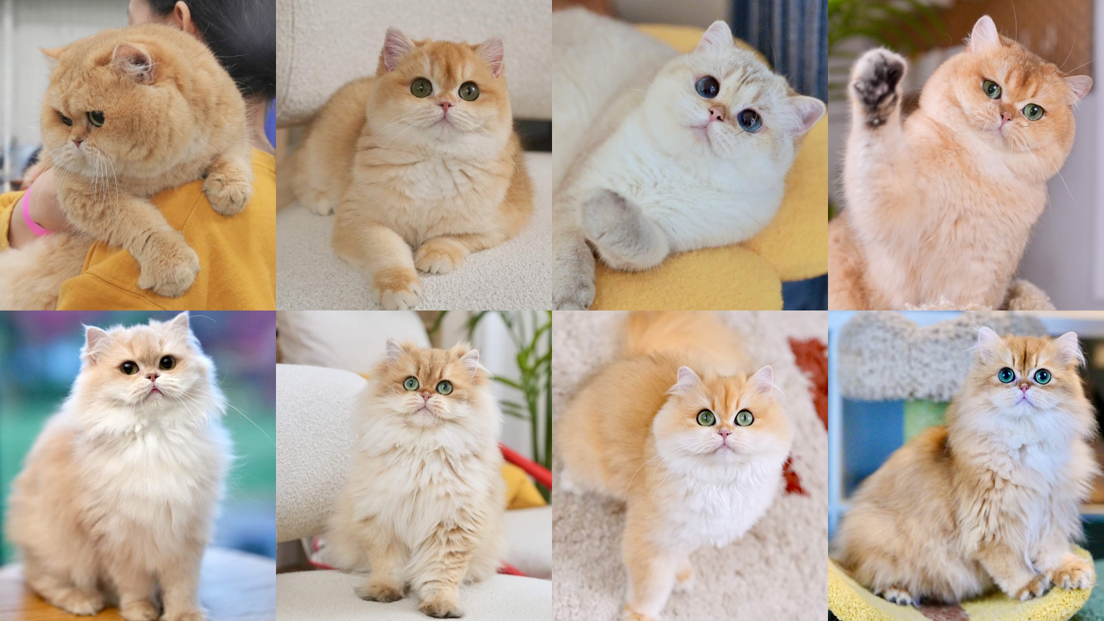 Golden British kitten from BearMary Cattery