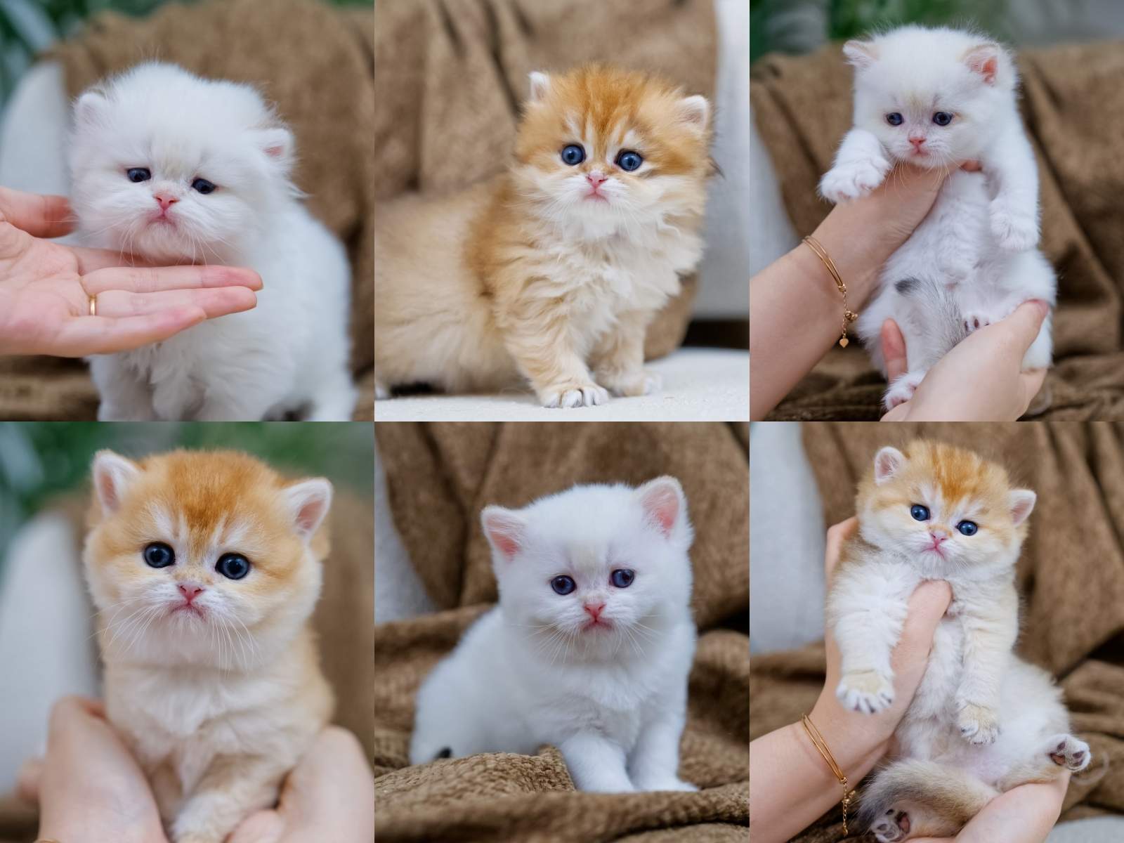 Young BearMary British Shorthair and Longhair kittens in golden and silver coats
