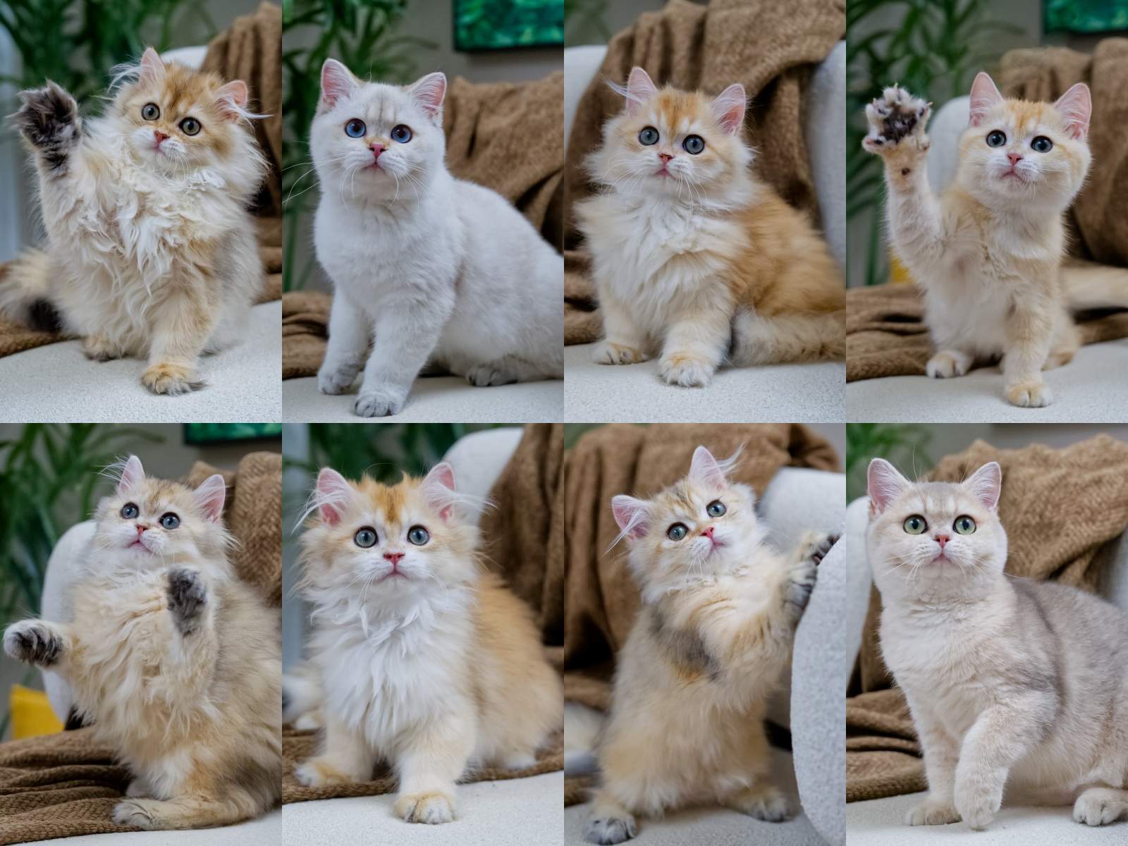 BearMary British Shorthair and British Longhair kittens