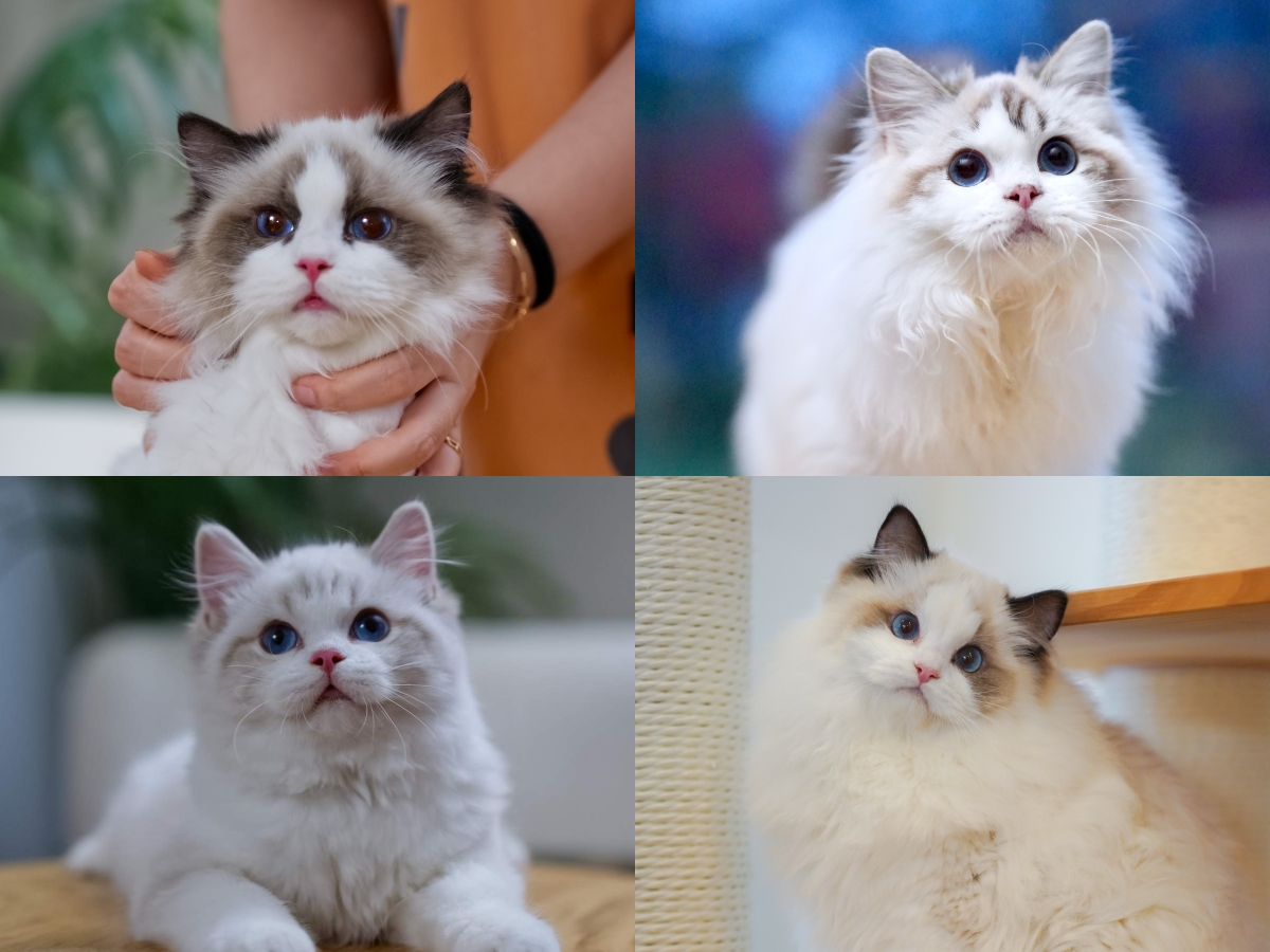 Long-haired BearMary kitten photo