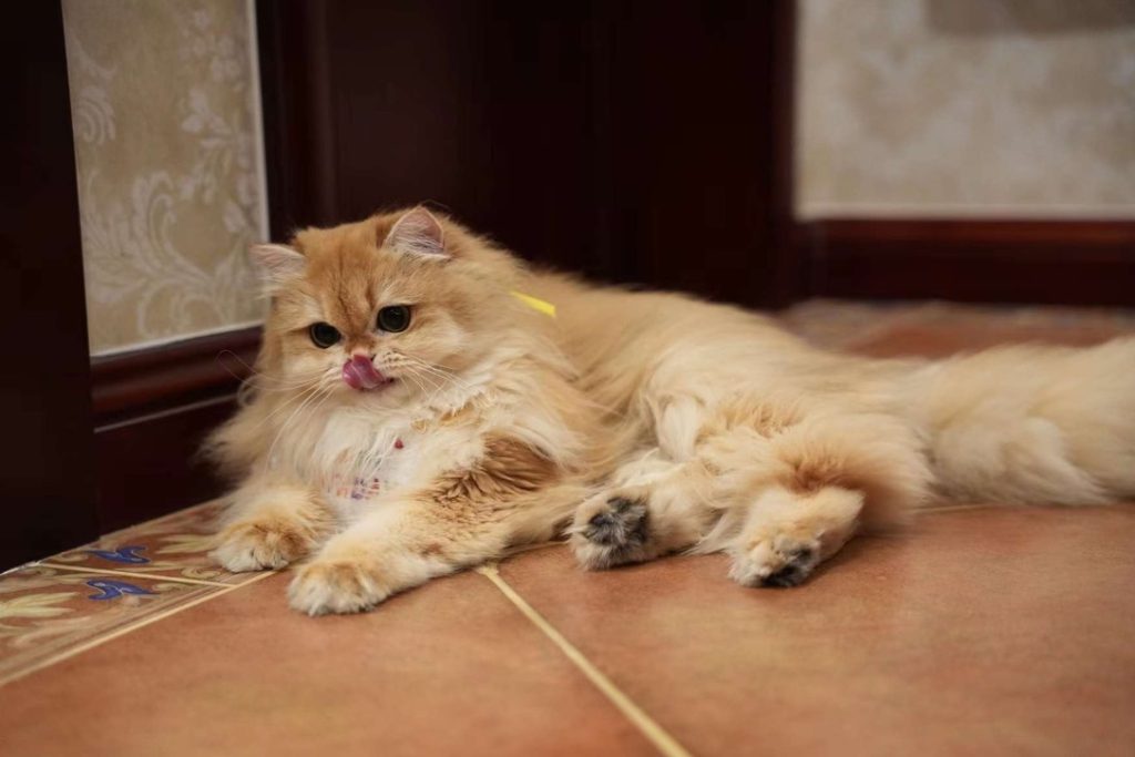 golden british longhair for sale pepsi is lying on brown floor and licking herself