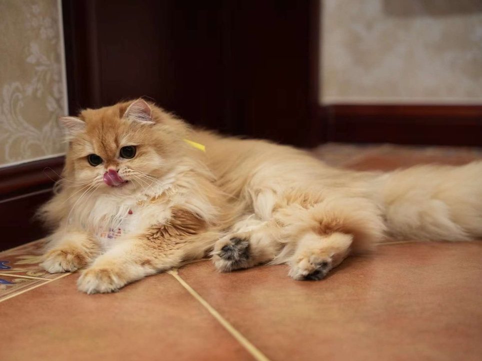 british shorthair golden shaded