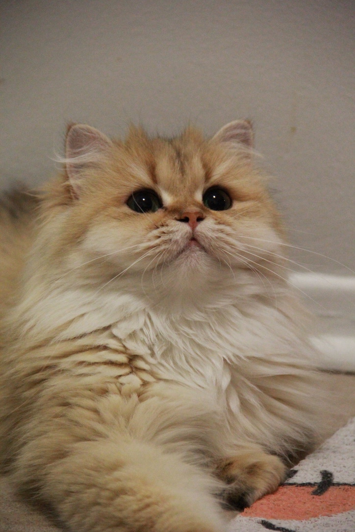 Sybil - Golden British Longhair - British Shorthair for sale & British Longhair Kittens for sale
