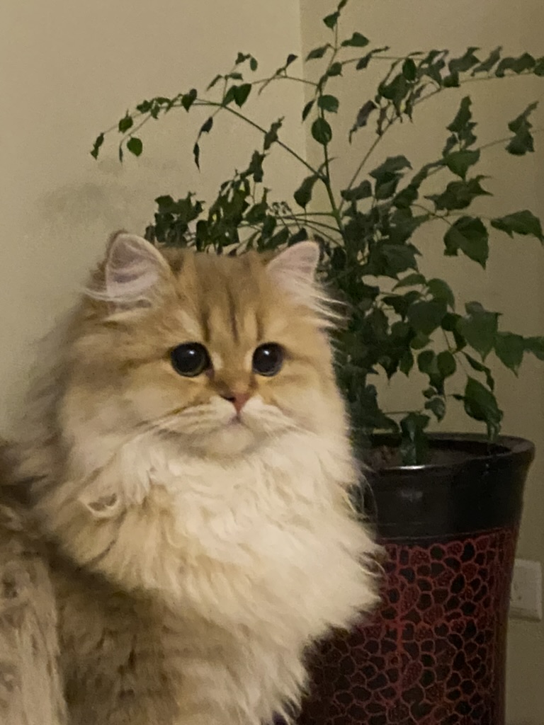 Sybil - Golden British Longhair - British Shorthair for sale & British Longhair Kittens for sale