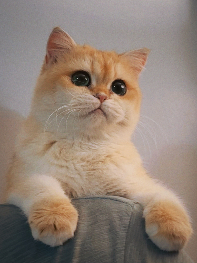 Lucky - Golden Shaded British Shorthair - British Shorthair for sale & British Longhair Kittens for sale