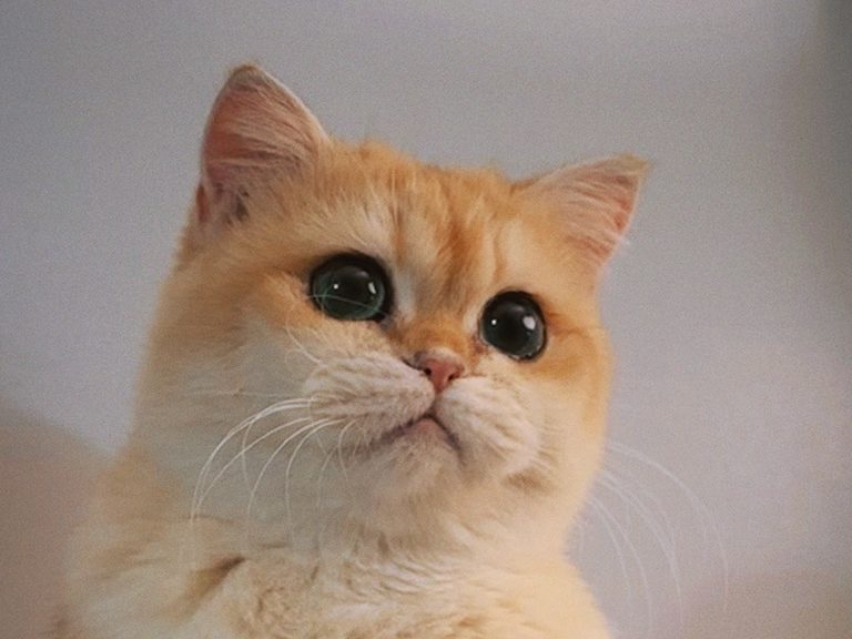 Golden British Shorthair 