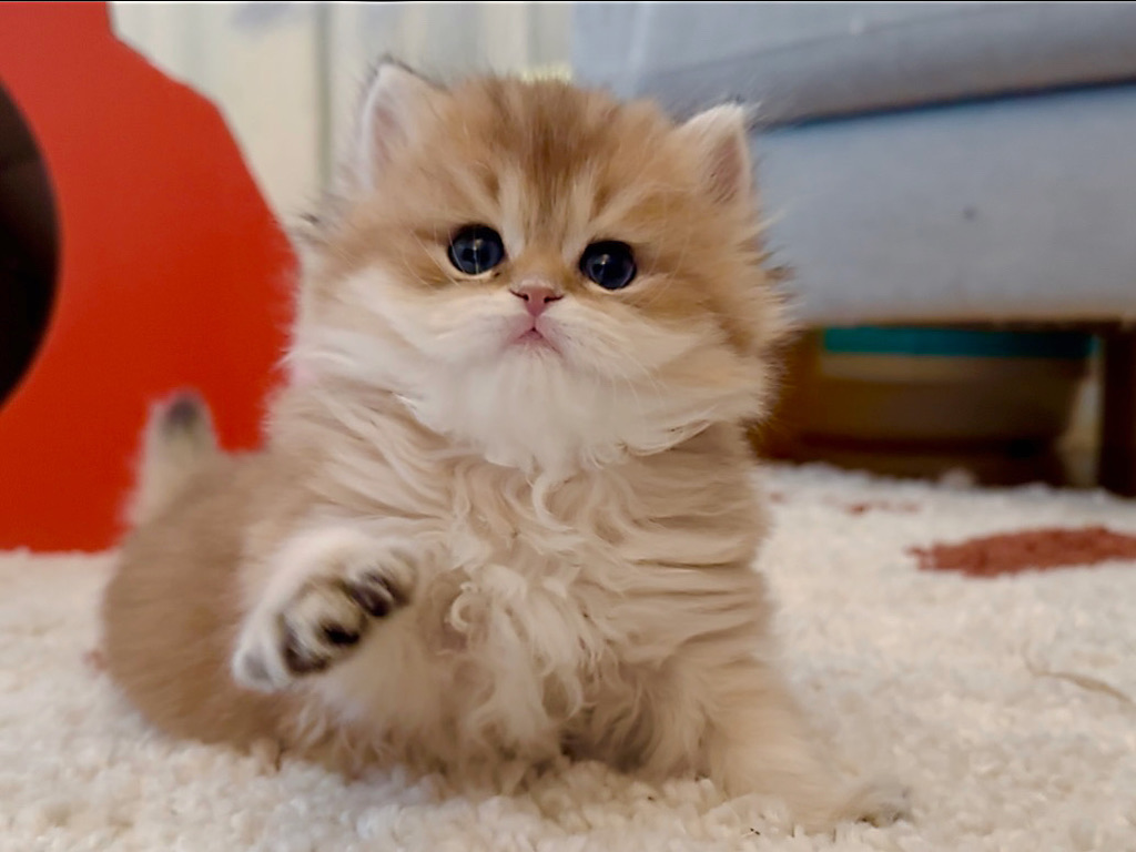 Sybil - Golden British Longhair - British Shorthair for sale & British Longhair Kittens for sale