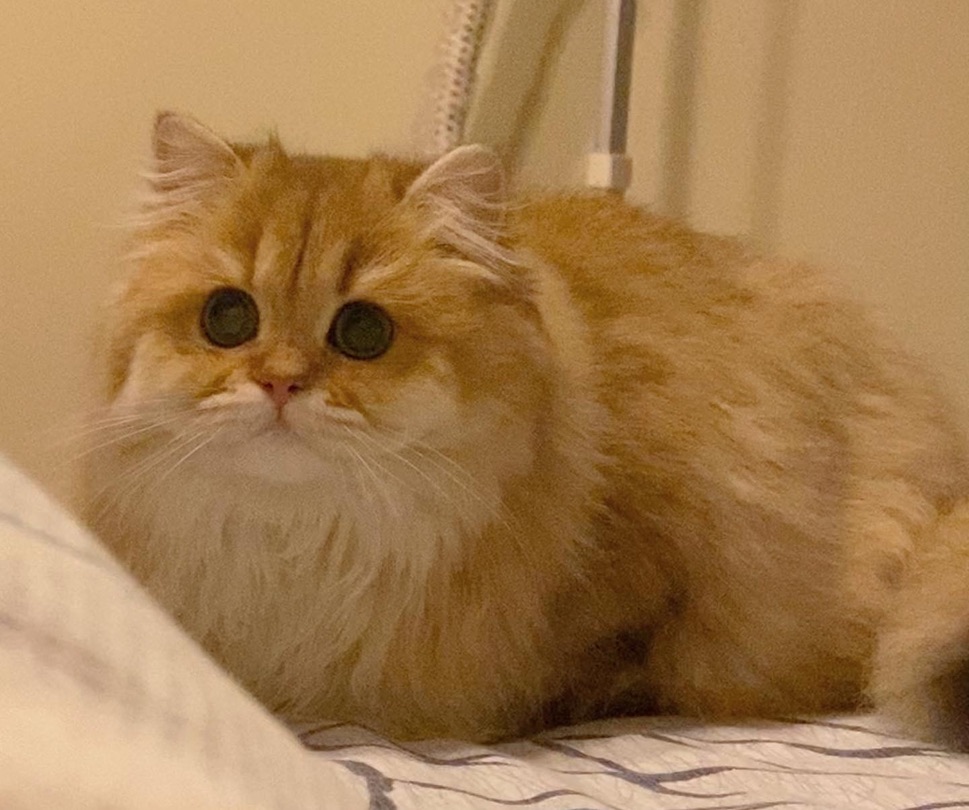 Sybil - Golden British Longhair - British Shorthair for sale & British Longhair Kittens for sale