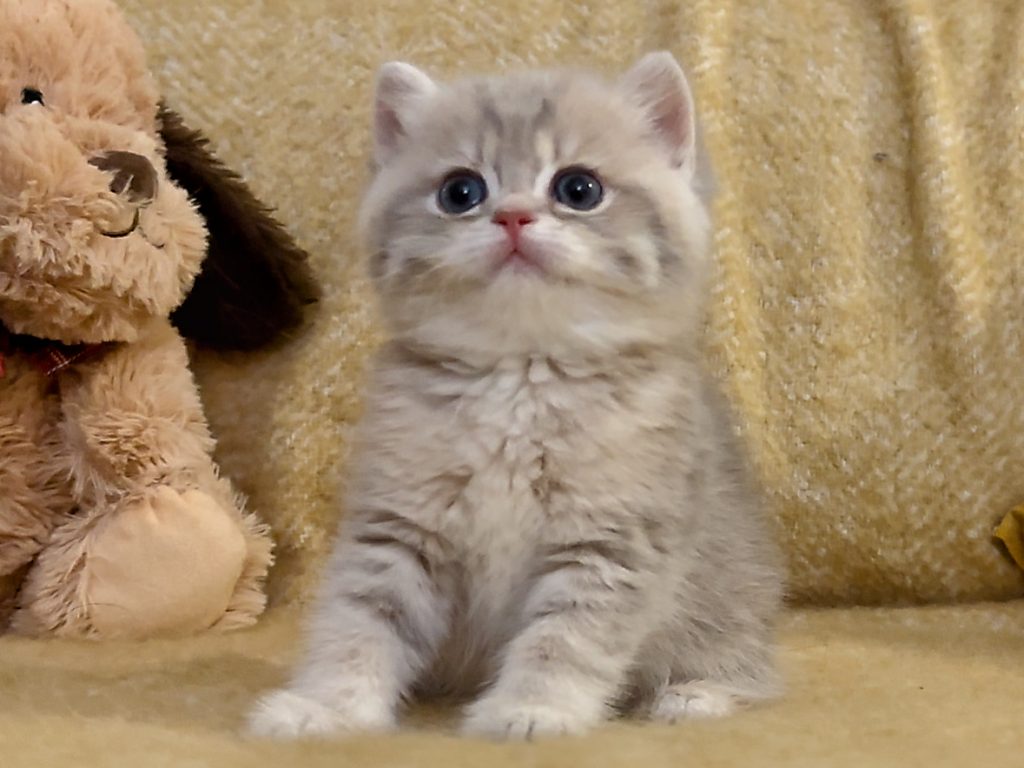 Luna - Golden Point Shaded British Shorthair - British Shorthair for sale & British Longhair Kittens for sale
