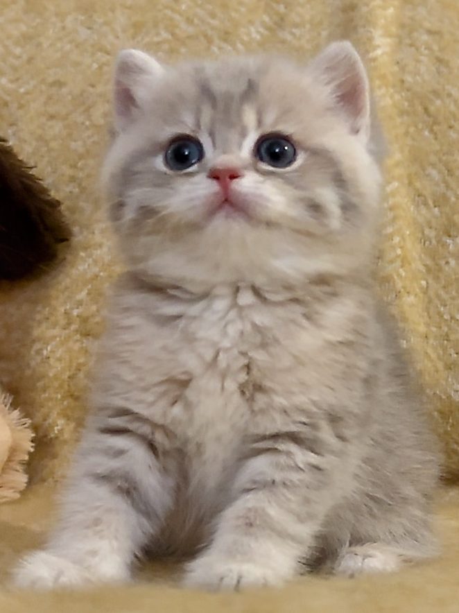 british blue kittens for sale