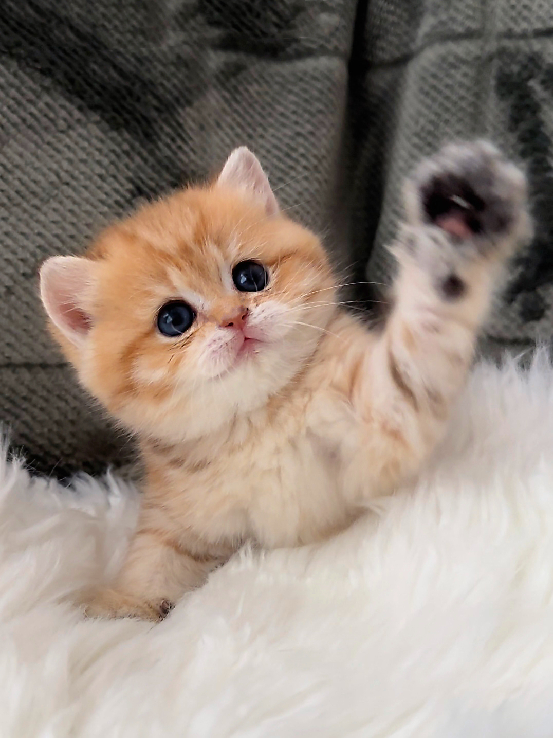 english shorthair kitten
