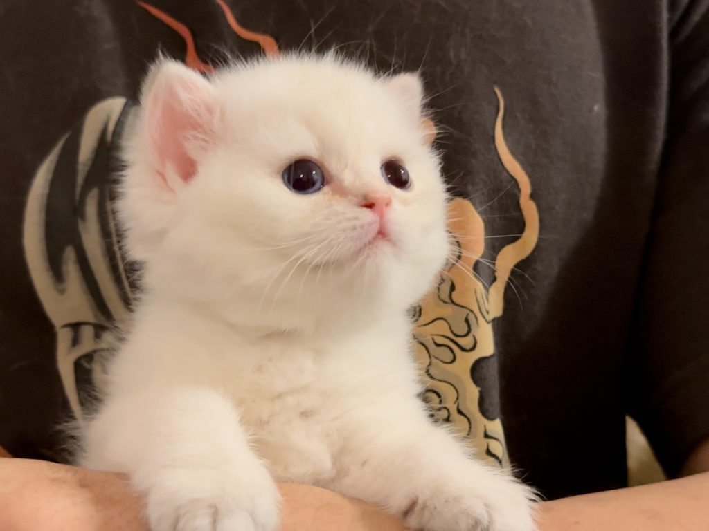 british shorthair cat toronto