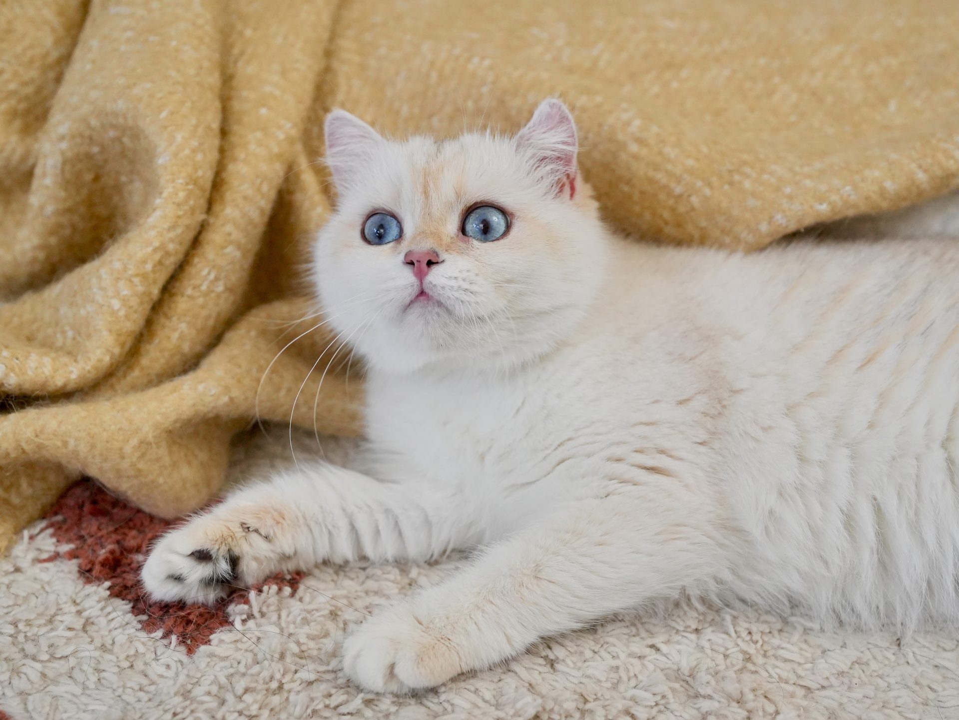 Golden Point Shaded British Shorthair - Anna - British Shorthair for sale & British Longhair Kittens for sale