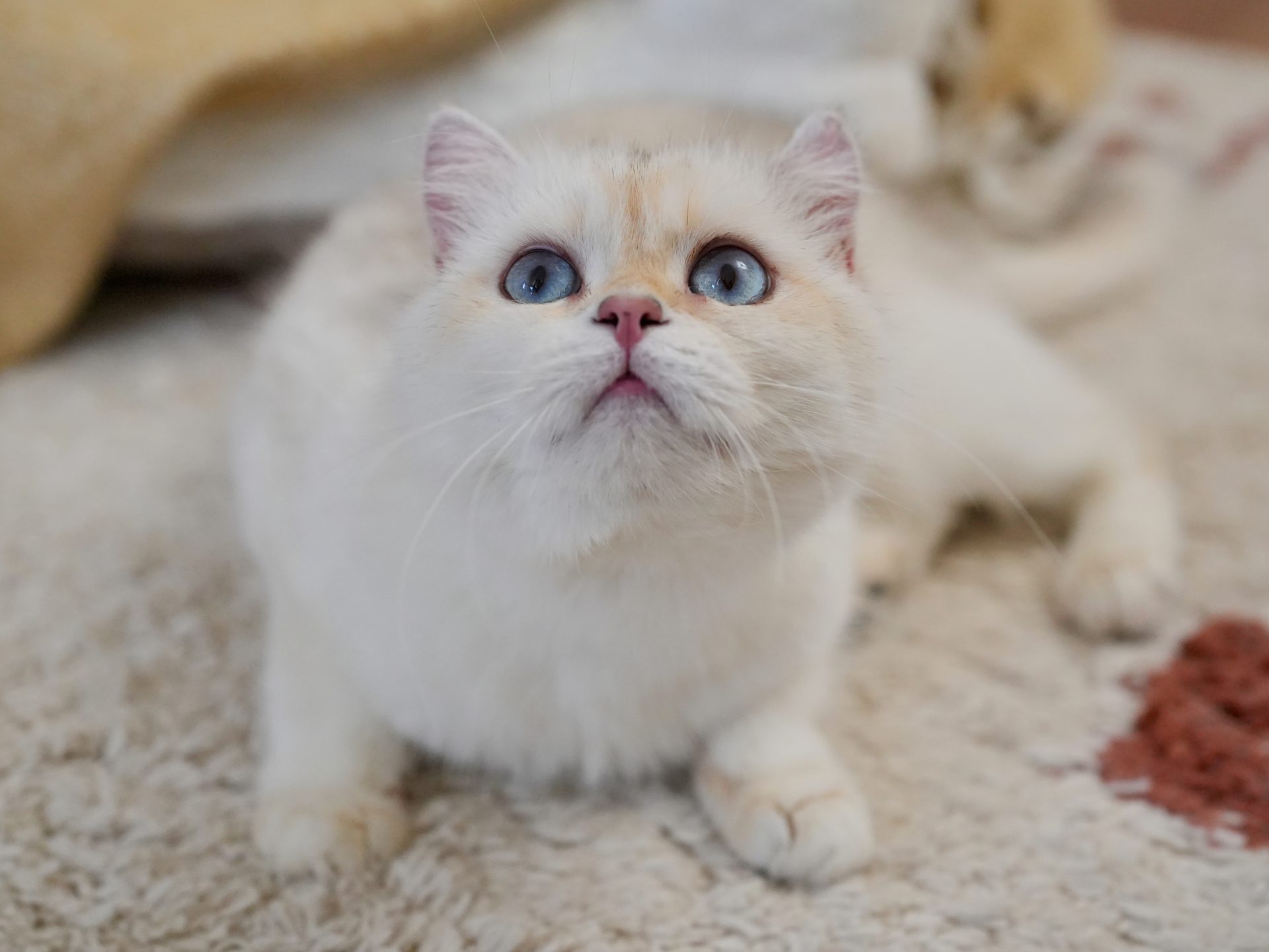Golden Point Shaded British Shorthair - Anna - British Shorthair for sale & British Longhair Kittens for sale