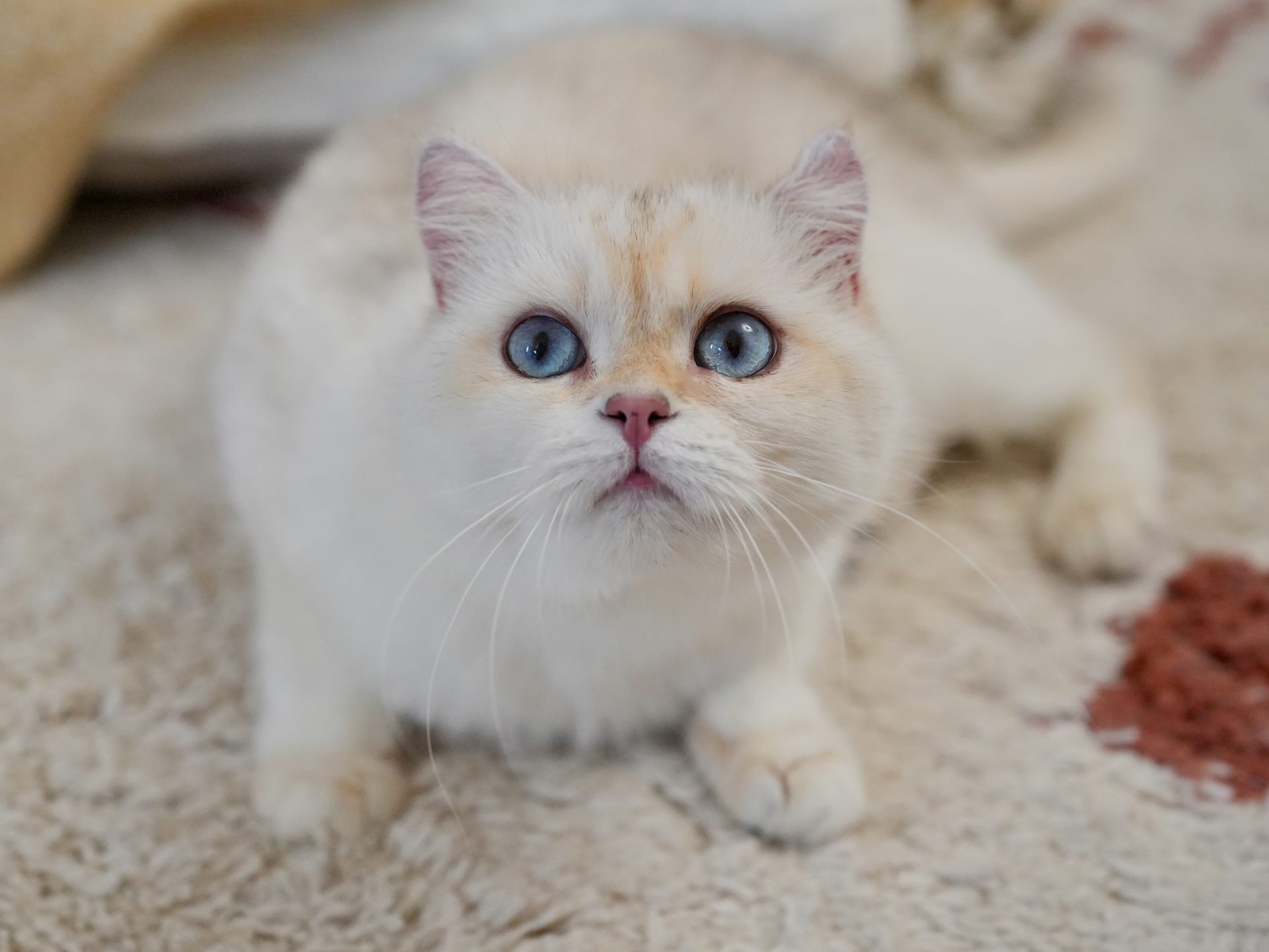 Golden Point Shaded British Shorthair - Anna - British Shorthair for sale & British Longhair Kittens for sale