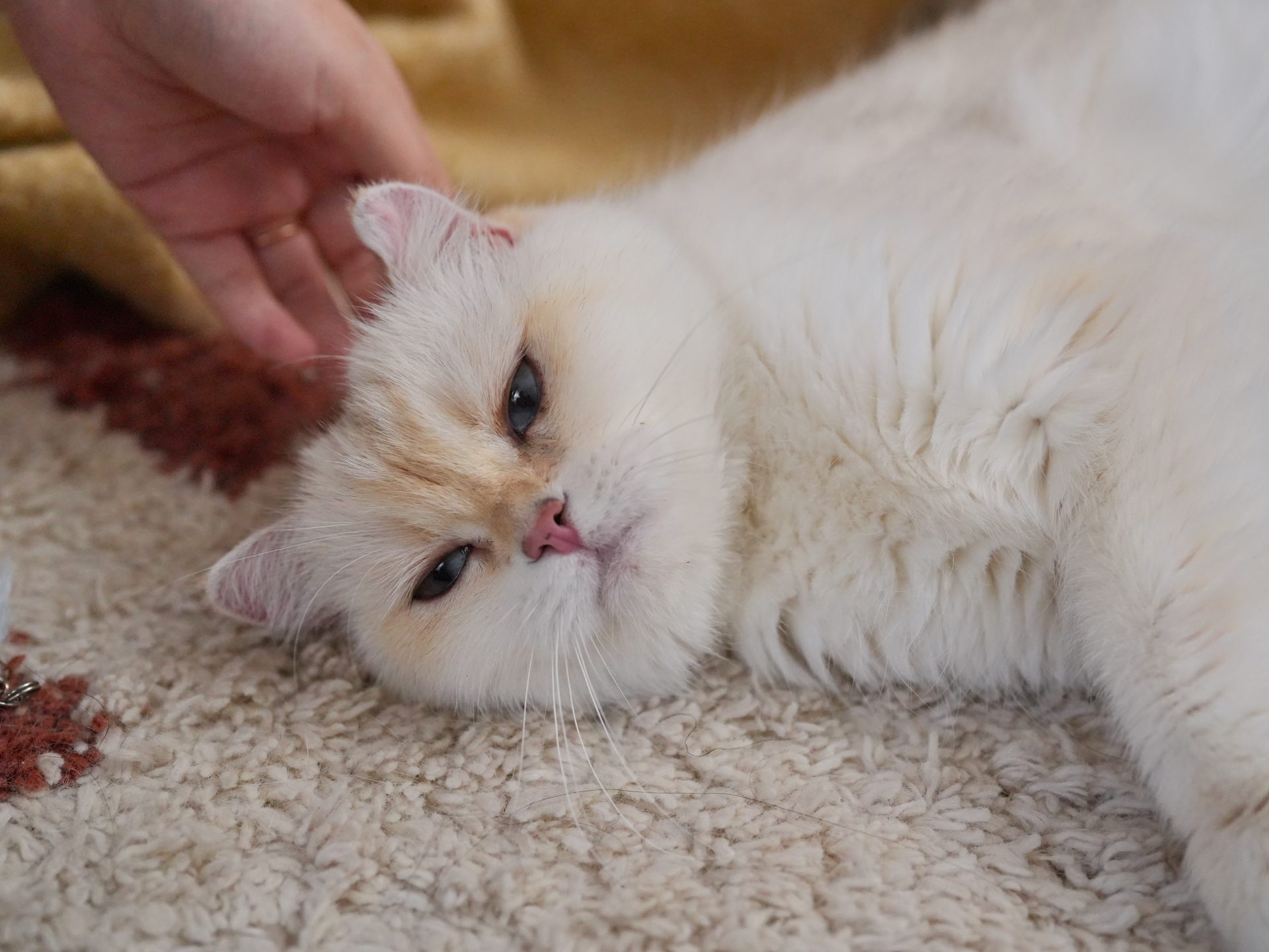Golden Point Shaded British Shorthair - Anna - British Shorthair for sale & British Longhair Kittens for sale