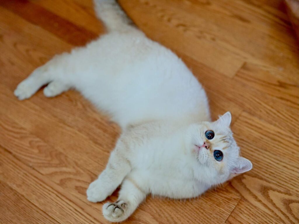 Luna - Golden Point Shaded British Shorthair - British Shorthair for sale & British Longhair Kittens for sale