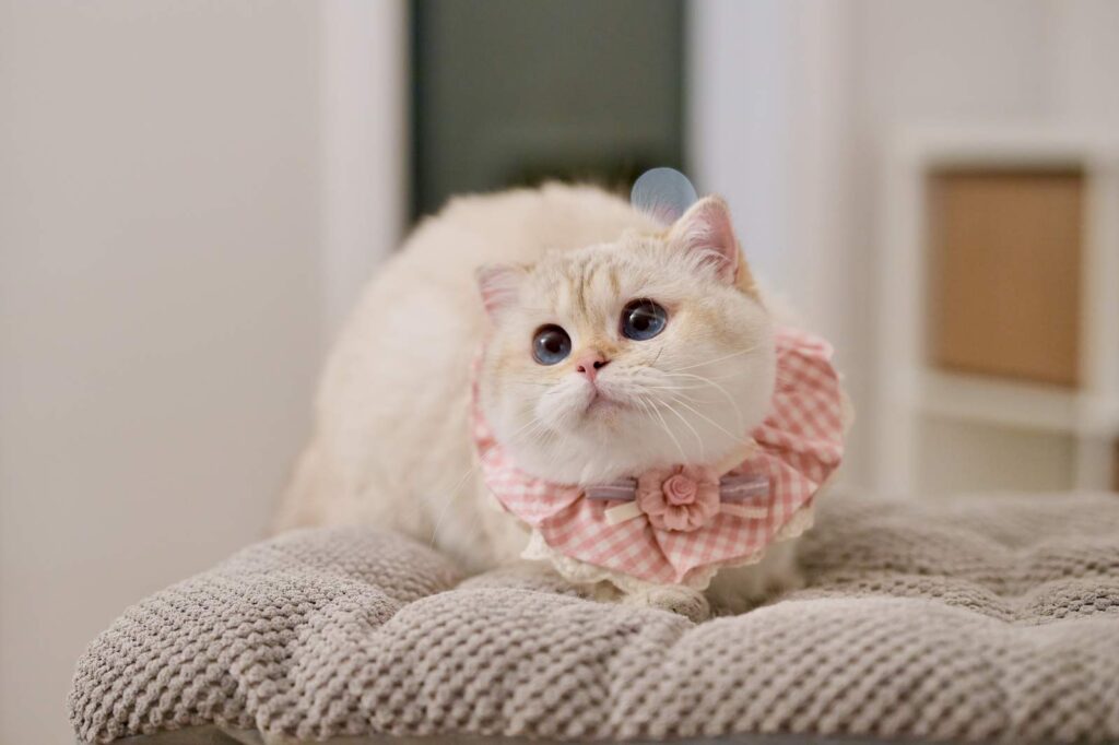 Luna - Golden Point Shaded British Shorthair - British Shorthair for sale & British Longhair Kittens for sale