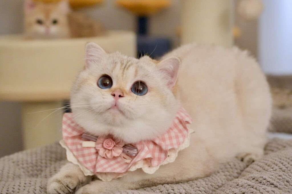 Luna - Golden Point Shaded British Shorthair - British Shorthair for sale & British Longhair Kittens for sale
