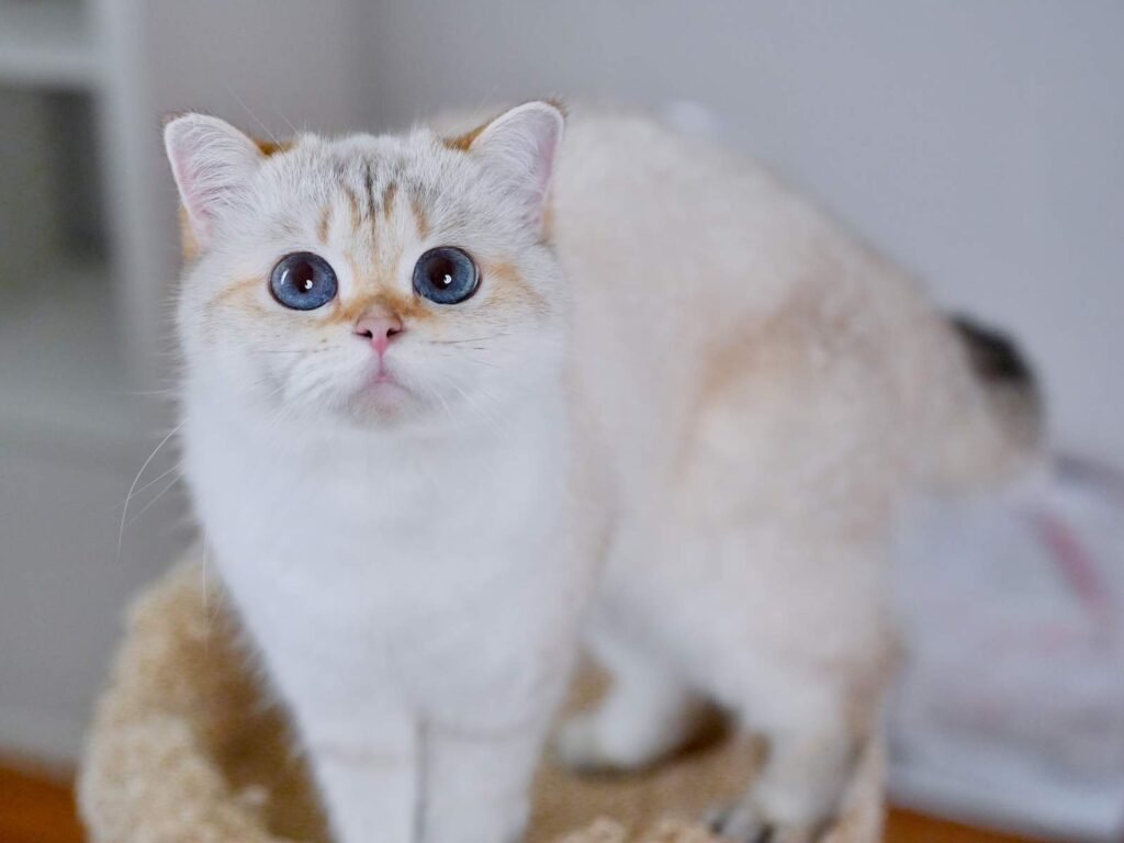 Luna - Golden Point Shaded British Shorthair - British Shorthair for sale & British Longhair Kittens for sale