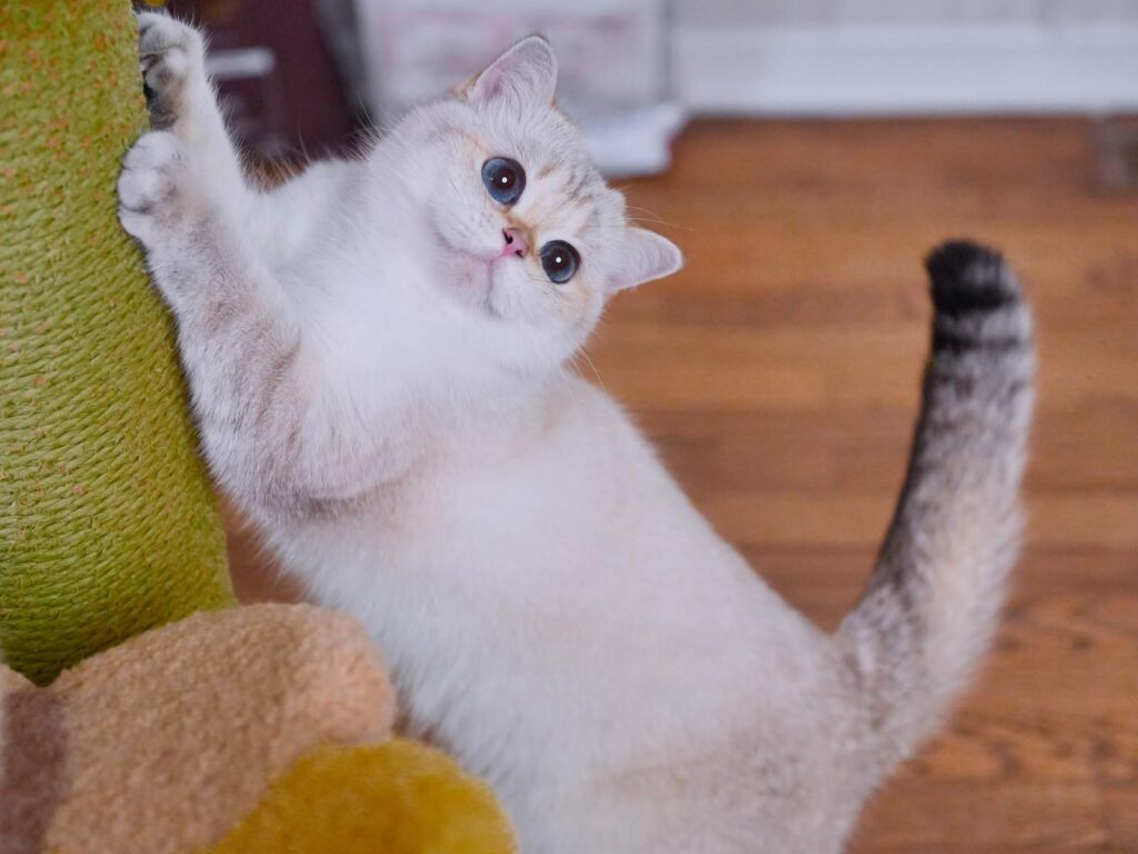 Contact Us - British Shorthair for sale & British Longhair Kittens for sale