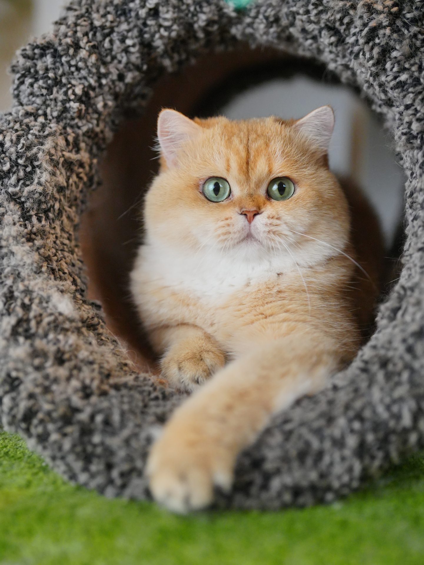 British Shorthair cat