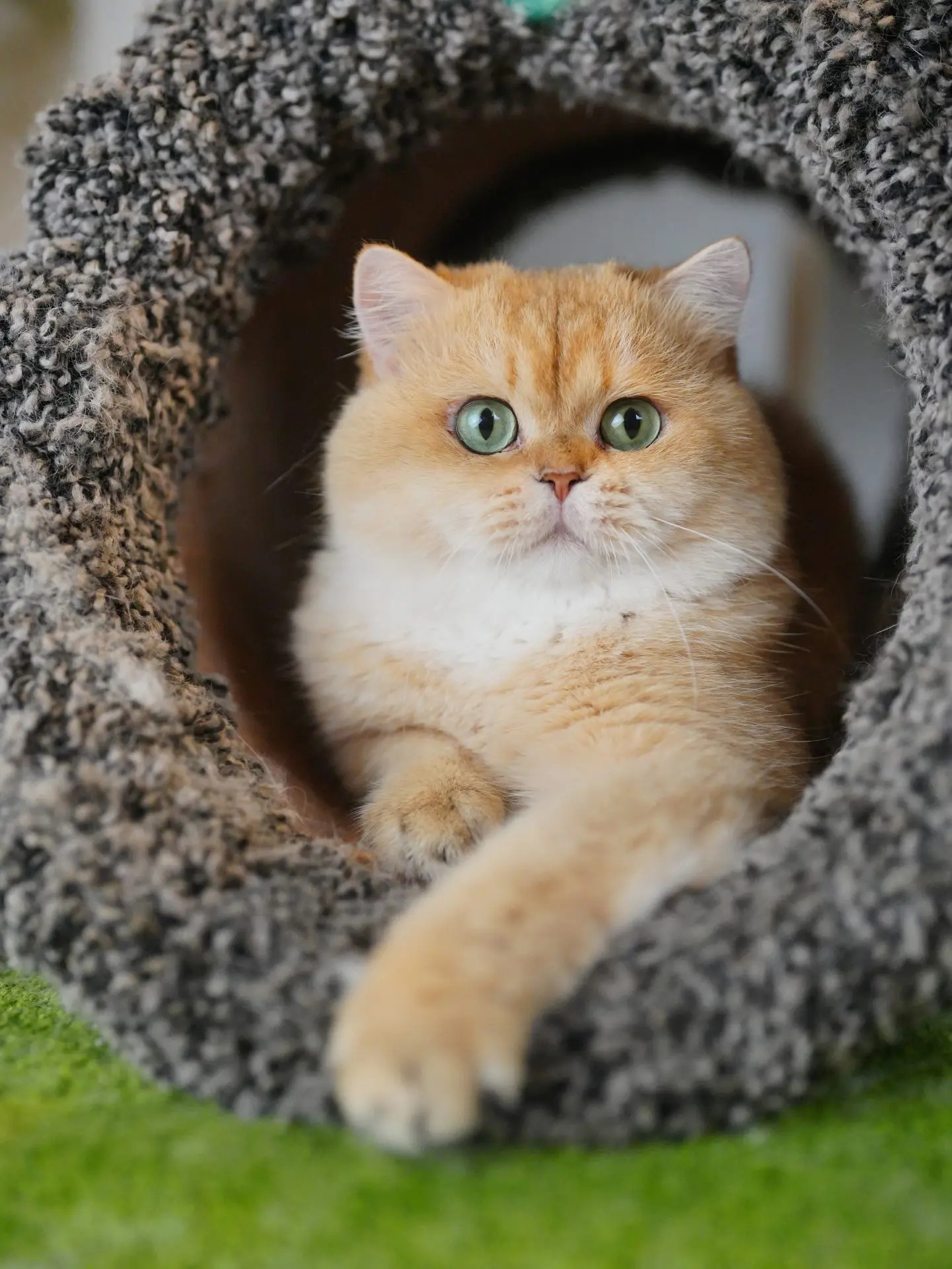 buy a british shorthair