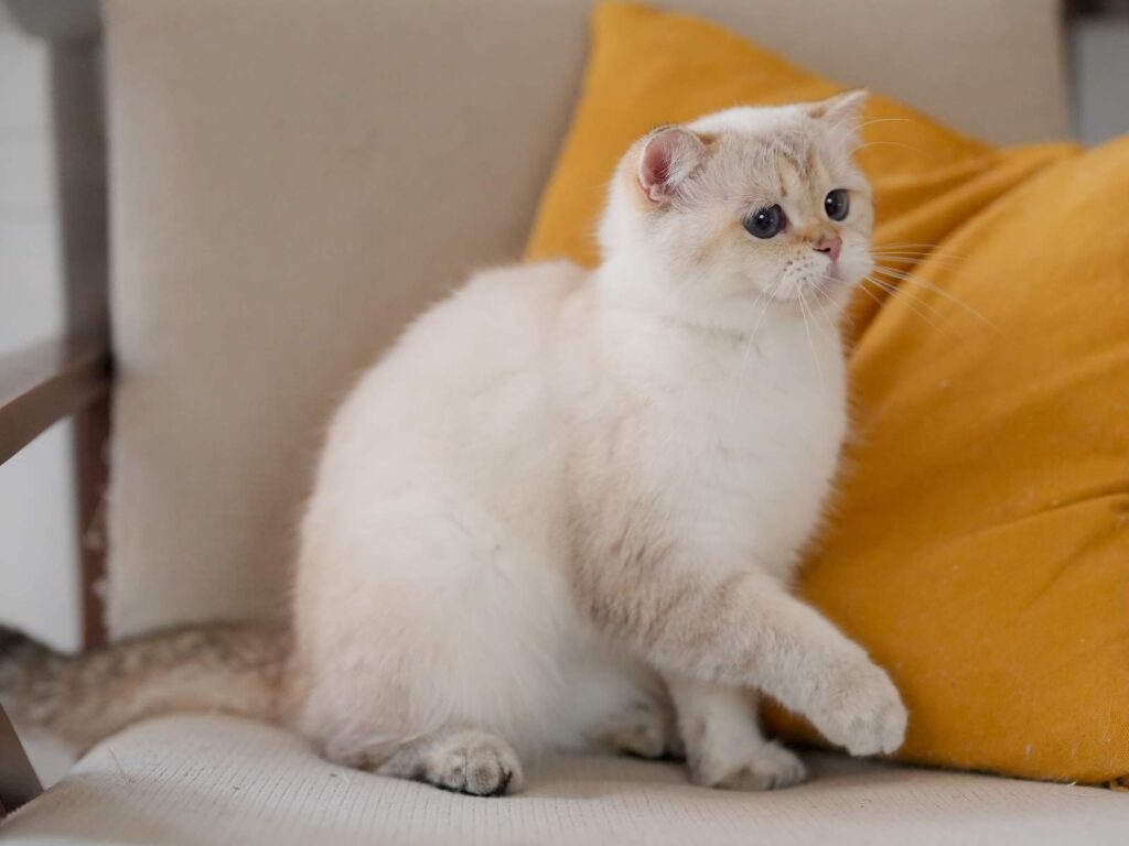 Luna - Golden Point Shaded British Shorthair - British Shorthair for sale & British Longhair Kittens for sale