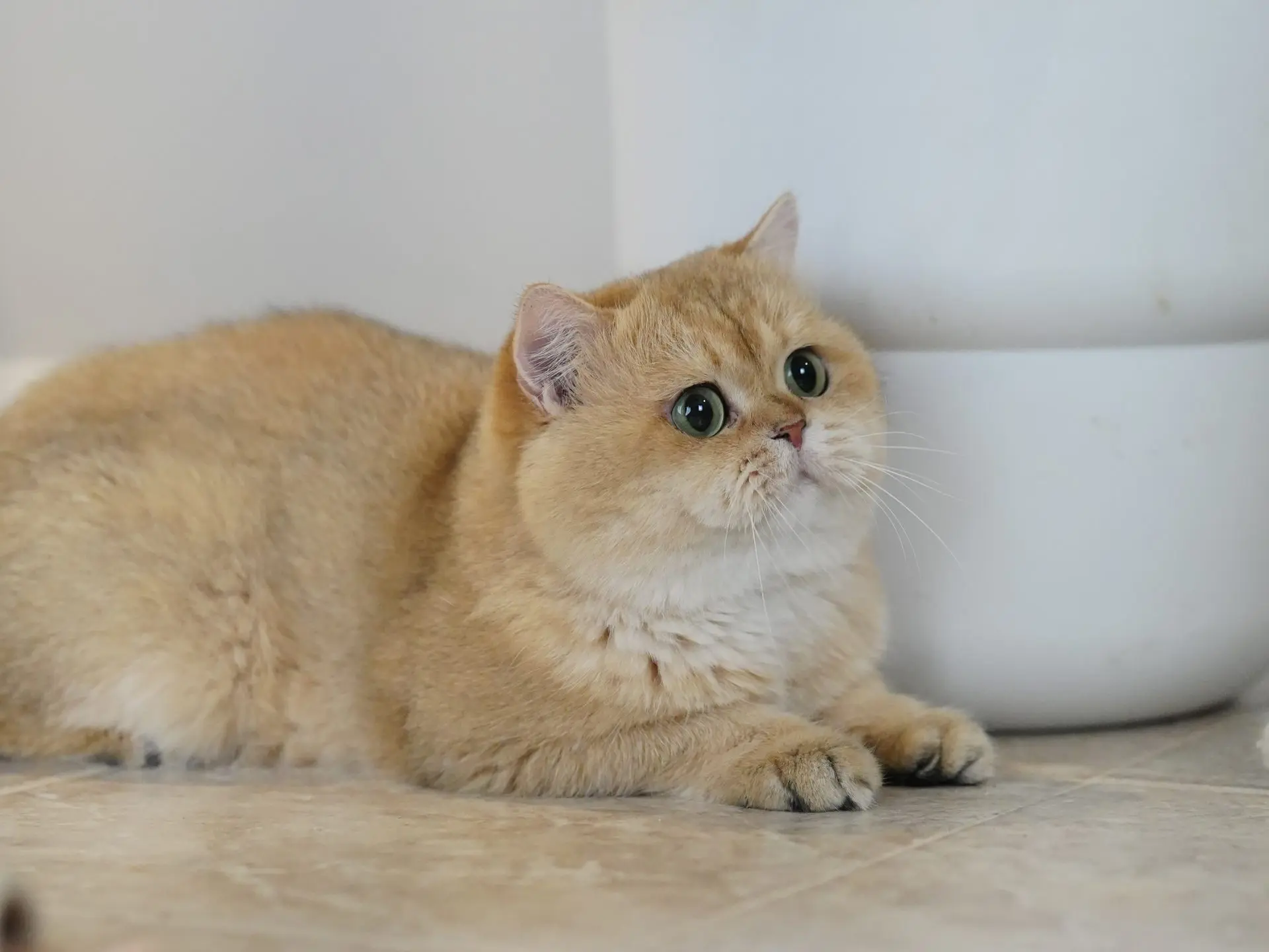 buy a british shorthair