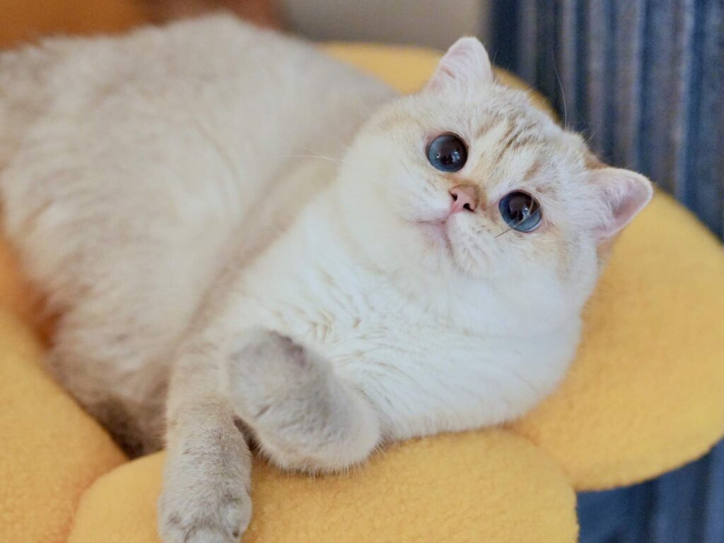 DSC09774 (2)_result Luna - Golden Point Shaded British Shorthair - British Shorthair for sale & British Longhair Kittens for sale