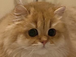 Sybil - Golden British Longhair - British Shorthair for sale & British Longhair Kittens for sale