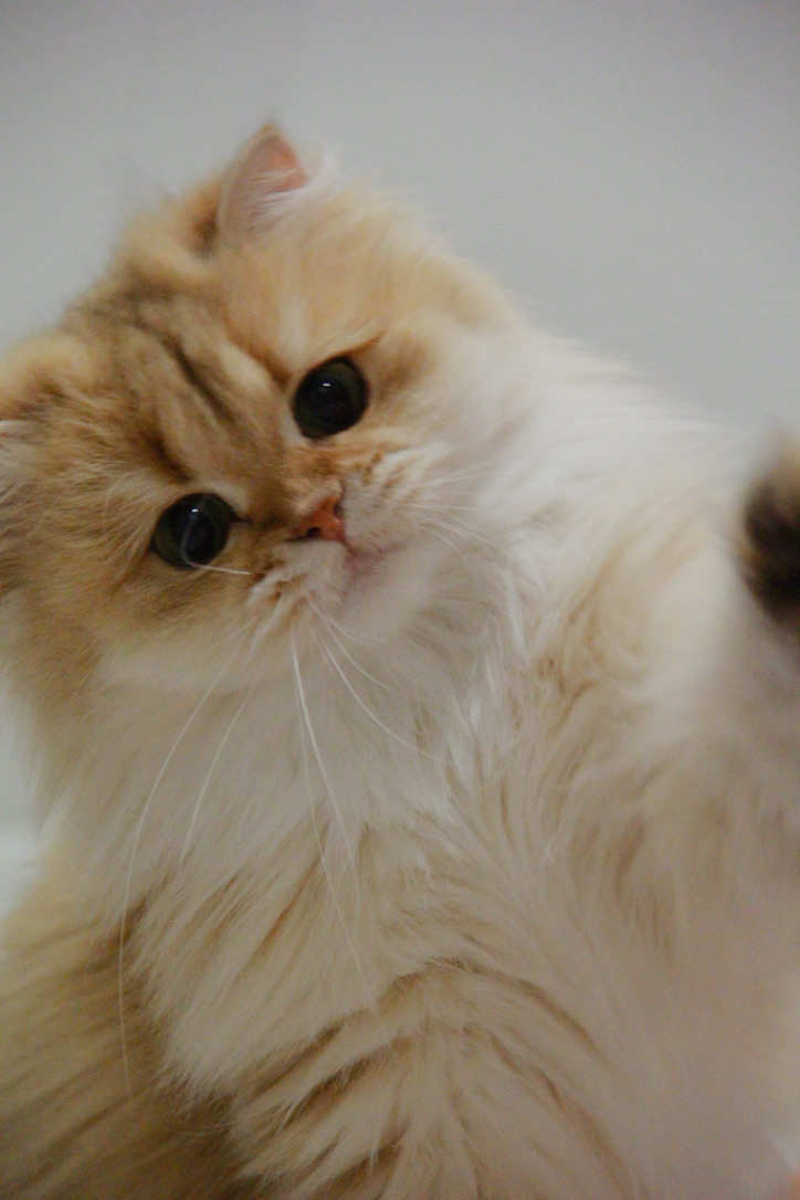 Sybil - Golden British Longhair - British Shorthair for sale & British Longhair Kittens for sale