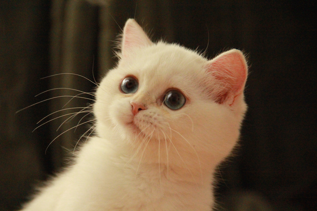 british shorthair cat toronto