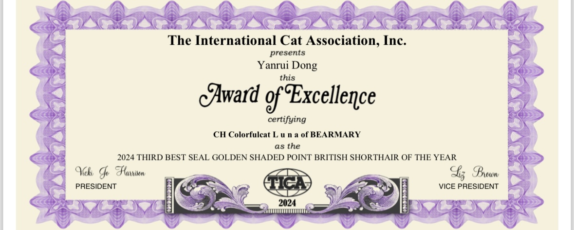 Luna - Golden Point Shaded British Shorthair - British Shorthair for sale & British Longhair Kittens for sale