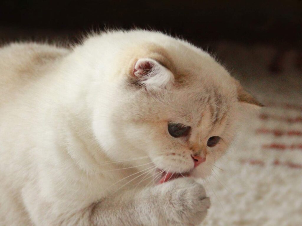 Luna - Golden Point Shaded British Shorthair - British Shorthair for sale & British Longhair Kittens for sale