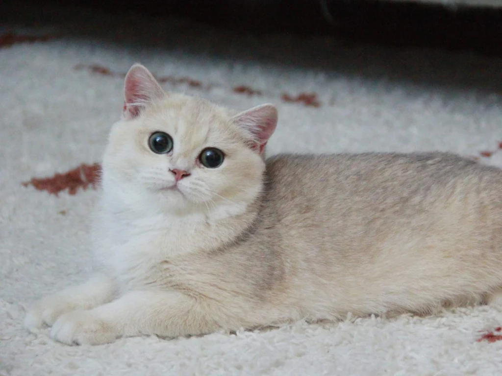 Nikki - Blue Golden Shaded British Shorthair - British Shorthair for sale & British Longhair Kittens for sale