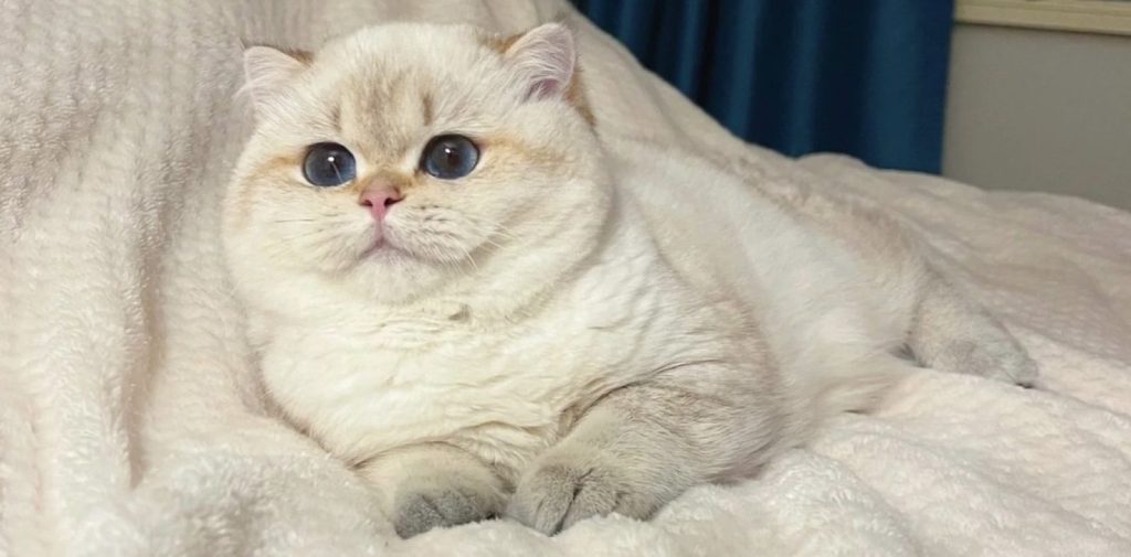 british shorthair kittens for sale