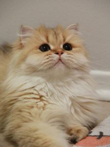Sybil - Golden British Longhair - British Shorthair for sale & British Longhair Kittens for sale
