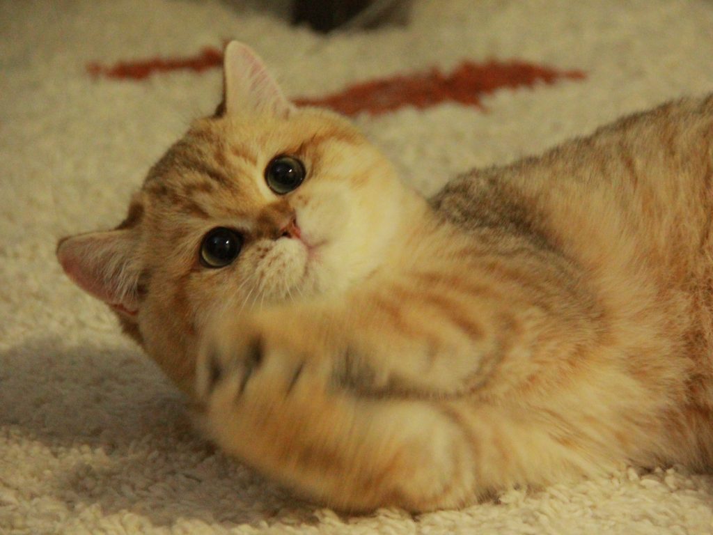 Ferrari - Golden Shade British Shorthair - British Shorthair for sale & British Longhair Kittens for sale