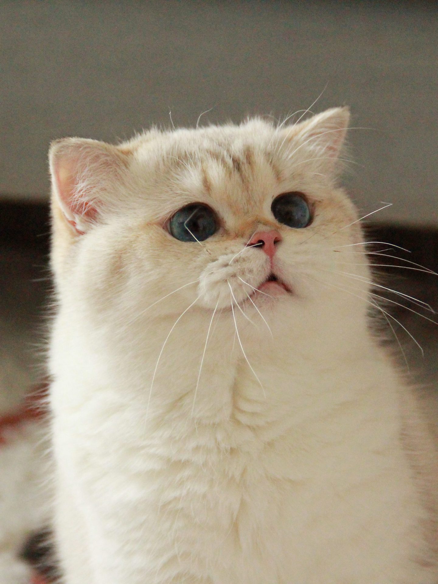 Luna's Photos - British Shorthair for sale & British Longhair Kittens for sale