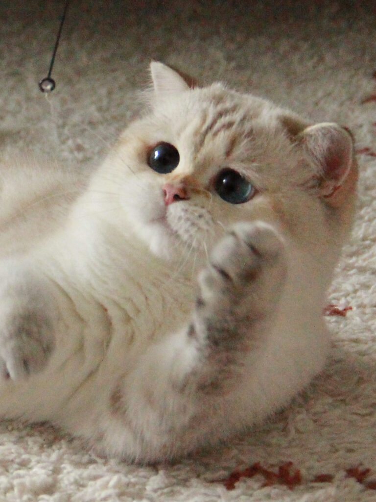 Luna - Golden Point Shaded British Shorthair - British Shorthair for sale & British Longhair Kittens for sale