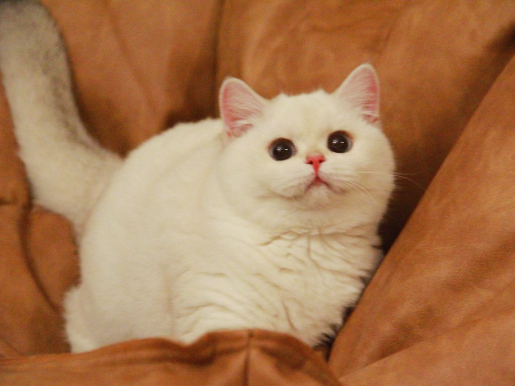 Pearl - One of The Most Beautiful British Shorthair Cats - British Shorthair for sale & British Longhair Kittens for sale