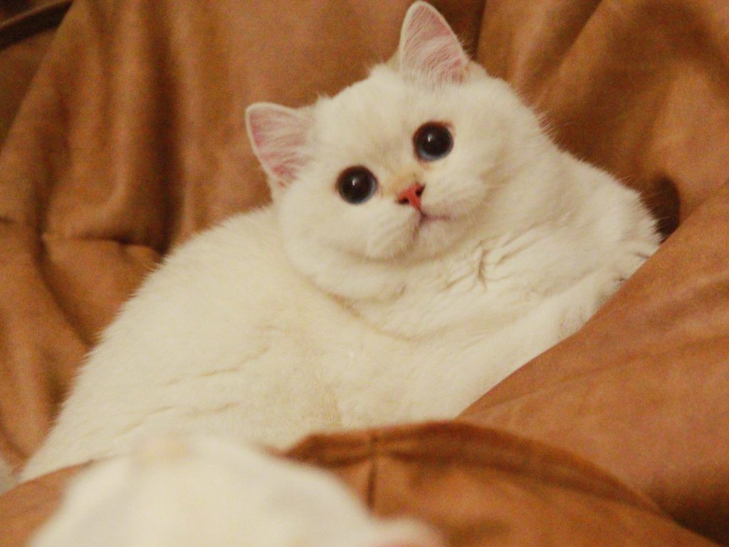 Puffie - Golden Point Shaded British Shorthair - British Shorthair for sale & British Longhair Kittens for sale