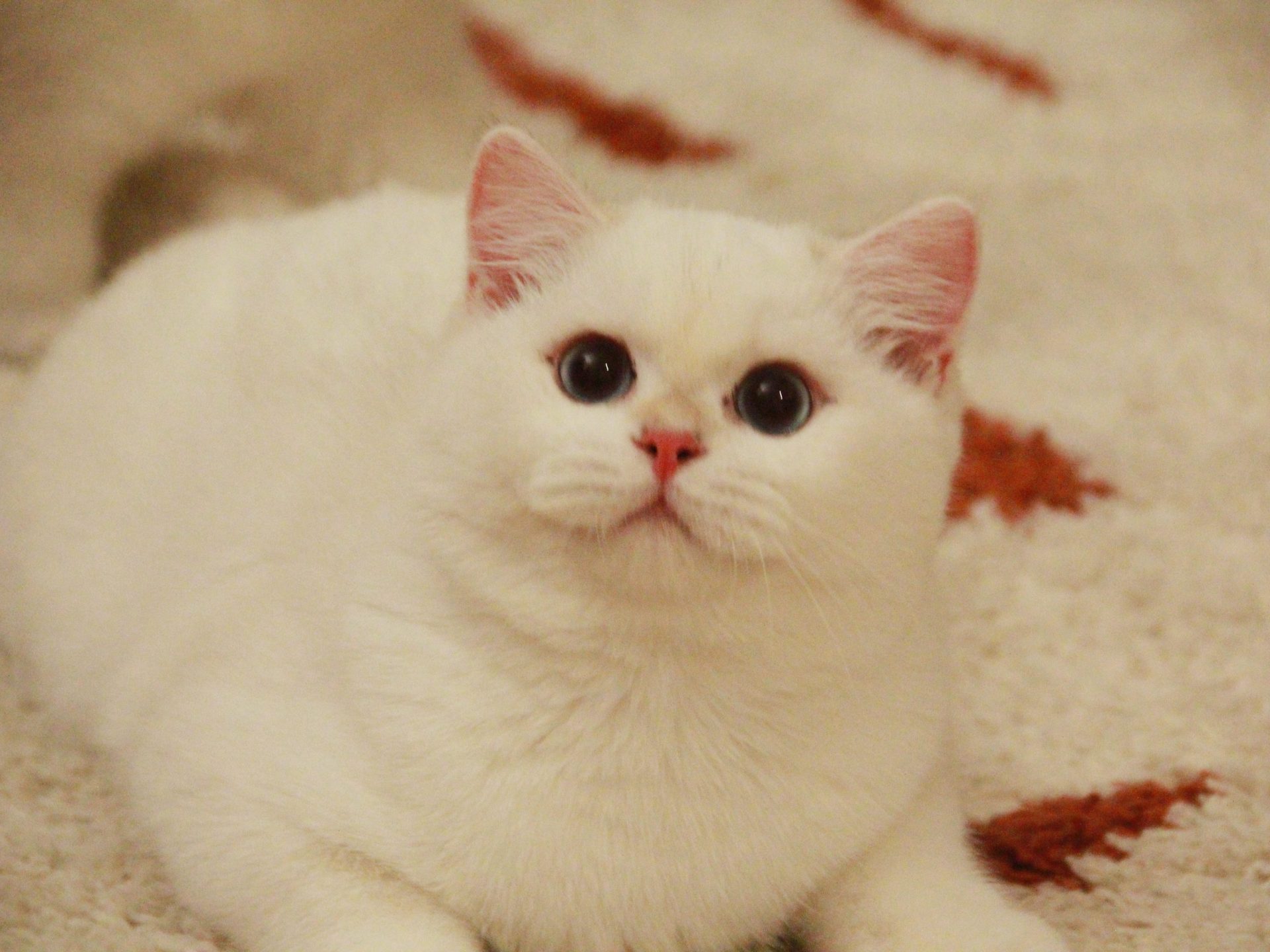 british shorthair cat