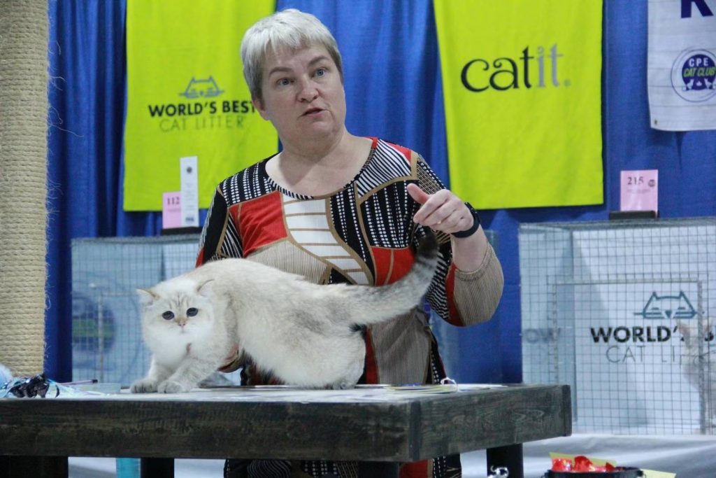 British Shorthair