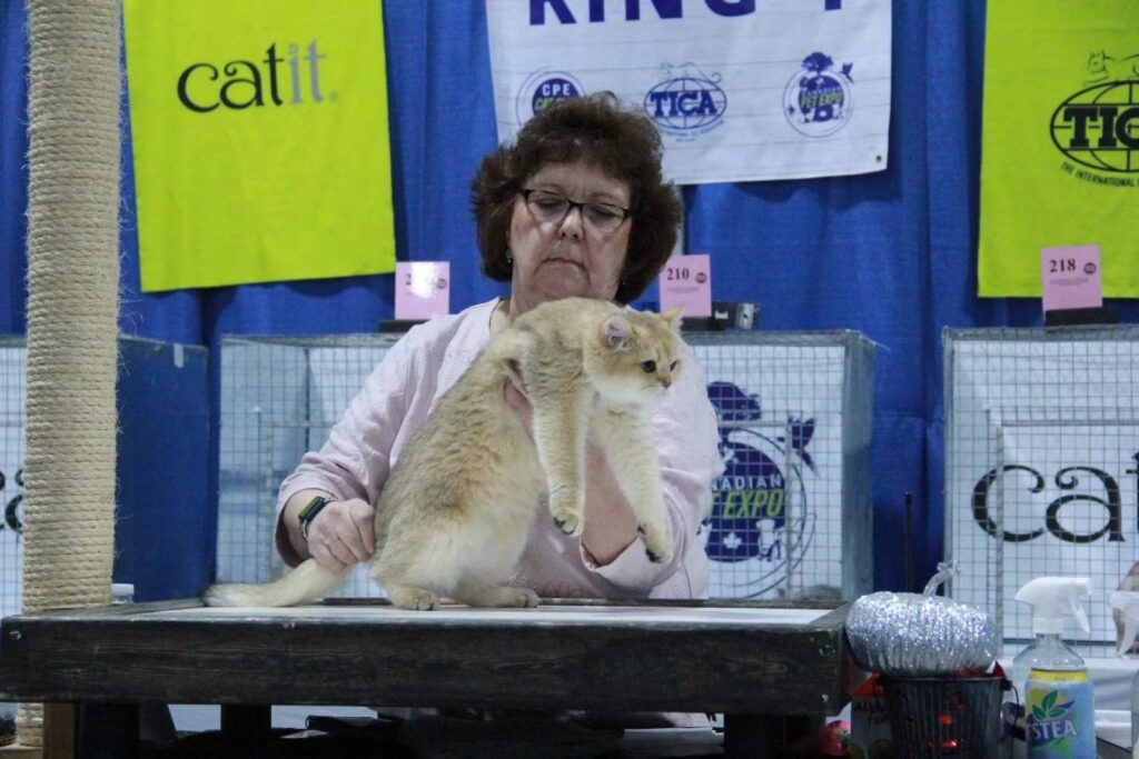 British Shorthair