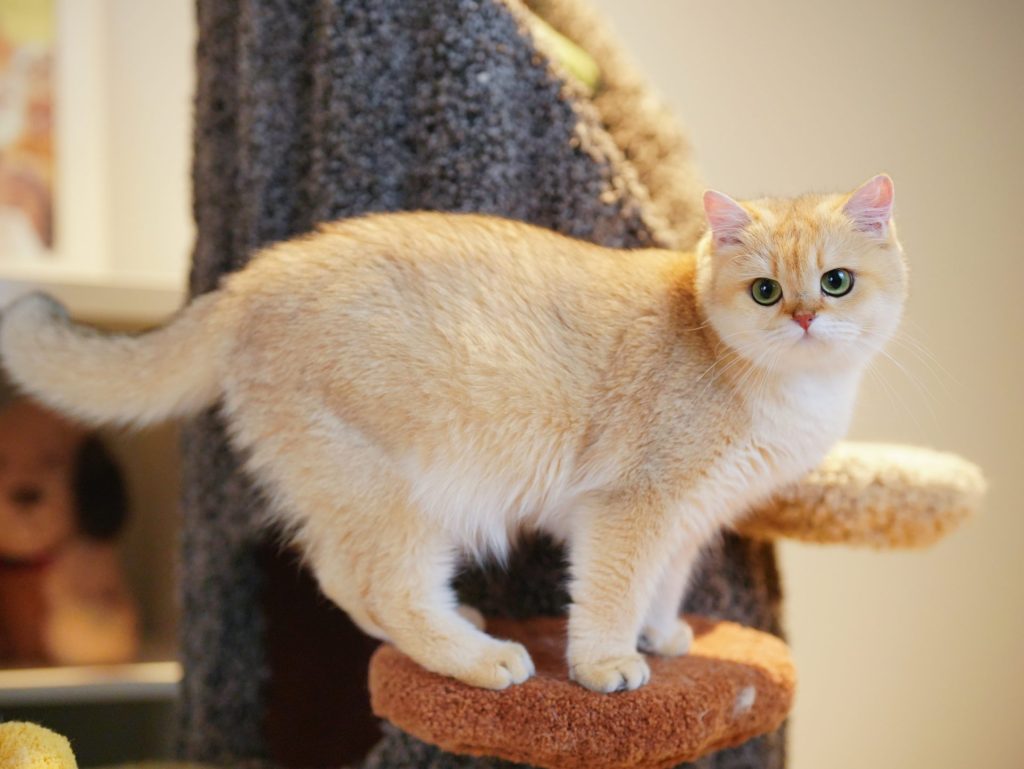 British Shorthair Cat