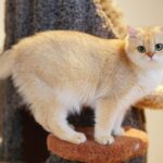 british shorthair kittens for sale