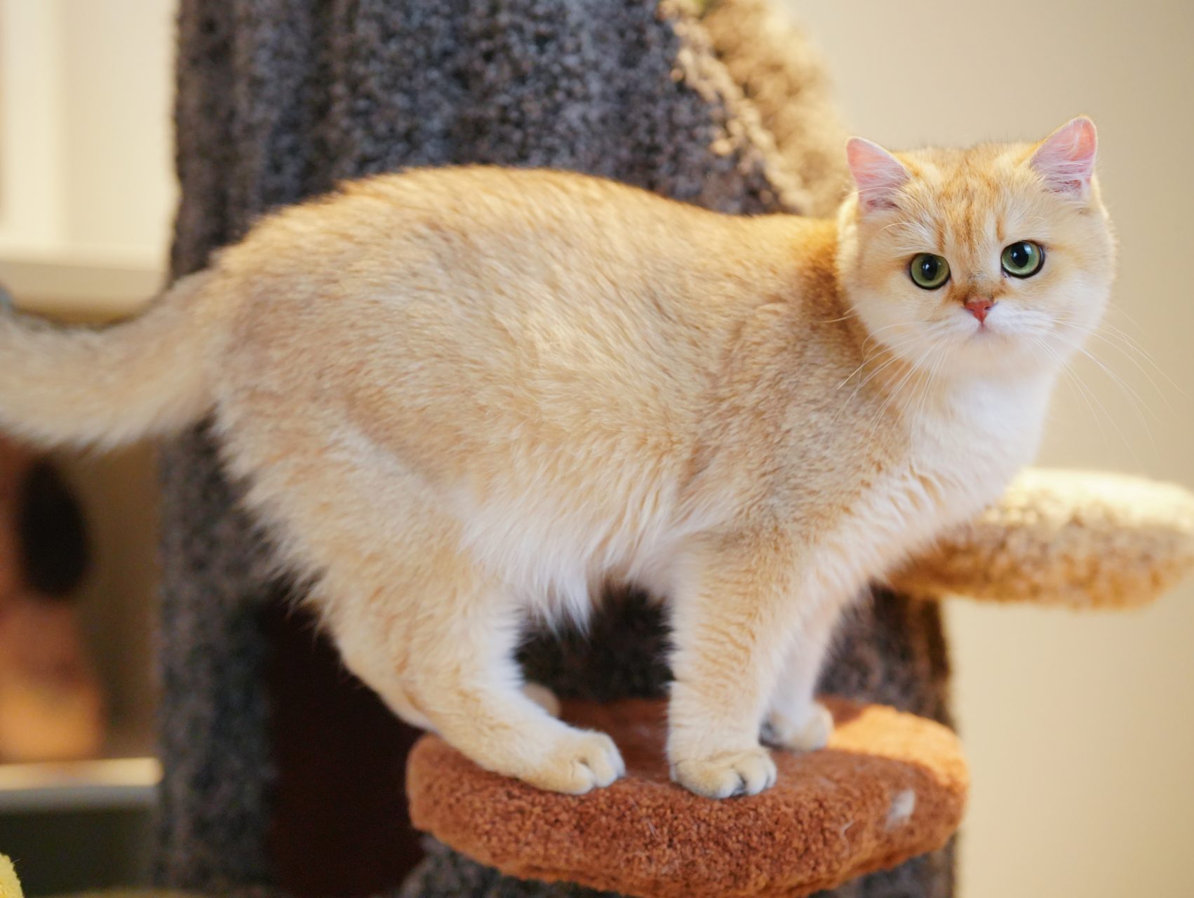 British Shorthair Cat