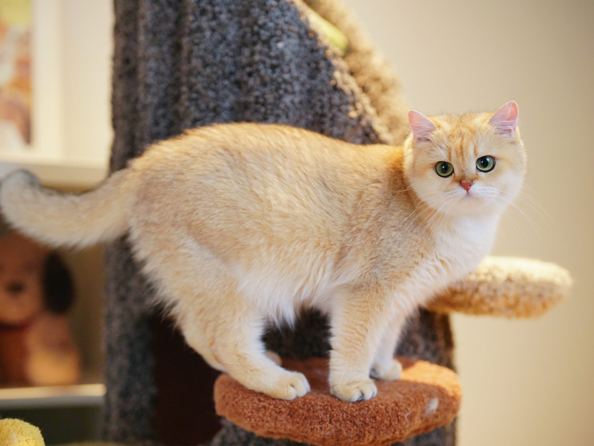 british shorthair orange